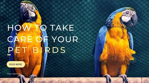 How To Take Care Of Your Pet Birds - CYBER NG