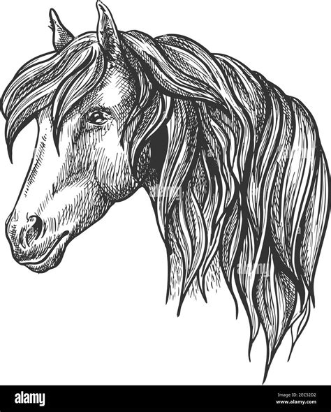 Mongolian wild horse illustration mammal Stock Vector Images - Alamy