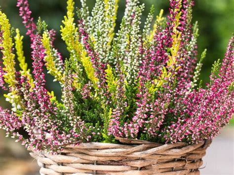 Heather and Heath Flowers: What Are the Different Types? | Florgeous