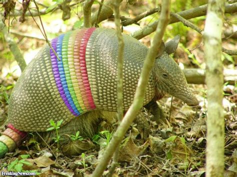 Pin by alice on Mammal | Rainbow colors, Armadillo, Animals