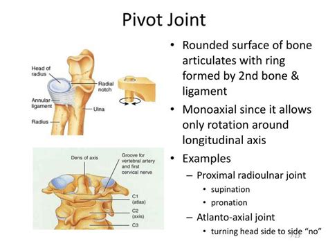 PPT - Classification of Joints PowerPoint Presentation - ID:1589838