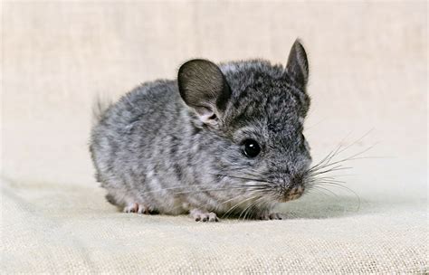 Chinchilla | San Diego Zoo Animals & Plants