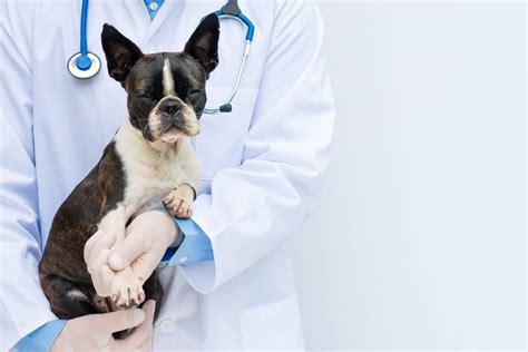 Request More Information About Animal and Veterinary Science Solutions