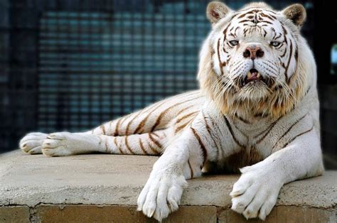 This Is Why Ligers, Tigons, and Other Tiger/Lion Hybrids Shouldn't Be Bred | PETA