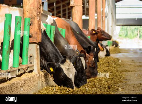 Cows feeding in a stable at Estonian eco friendly milk farm Stock Photo ...