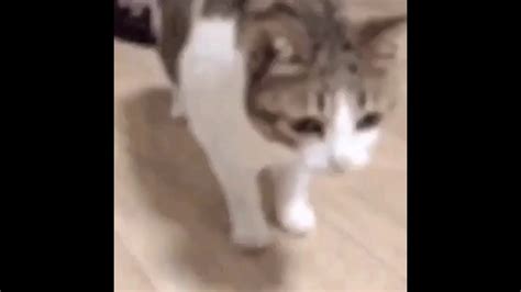 Cat falling meme for 10 minutes - YouTube