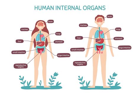 Female Human Body Organs Diagram