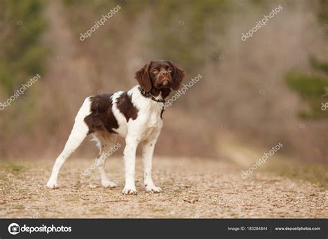 Hunting dog epagneul breton on a walk in a beautiful forest — Stock Photo © Domskazok #183284844