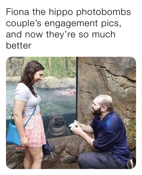 Fiona the hippo photobombs couple’s engagement pics, and now they’re so much better | @memes | Memes