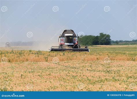 Harvesting Peas with a Combine Harvester. Harvesting Peas from the Fields Editorial Stock Photo ...