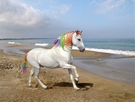 Photo shopped Rainbow-haired horse by themusicnerdgirl on DeviantArt