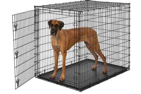 The BEST Crate for Great Danes (Don't Look Any Further!)