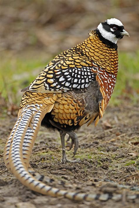 Reeves's Pheasant by Ian Clarke - BirdGuides