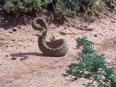 Rattlesnake Free Stock Photo - Public Domain Pictures