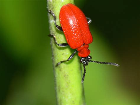 The Scarlet Lily Leaf Beetle – Manitoba Master Gardener Association