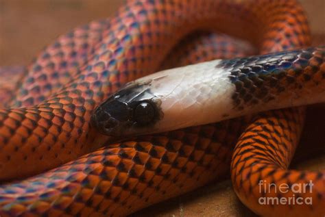 Amazon Egg-eater Snake Drepanoides Photograph by William H. Mullins