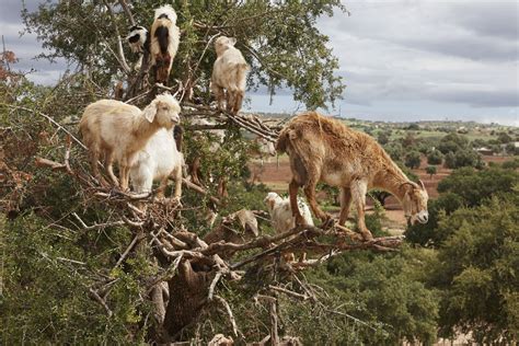 How Tree-Climbing Goats Plant New Trees