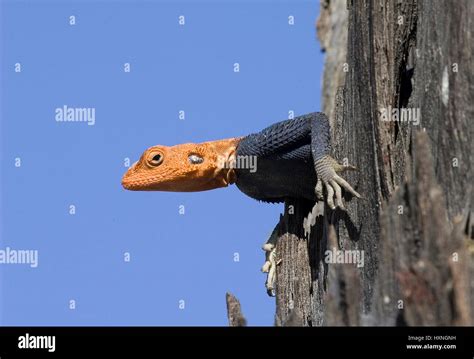 Namibian rock agama, Agama planiceps - Namibian rock agama, Namibische Felsenagame | Agama ...