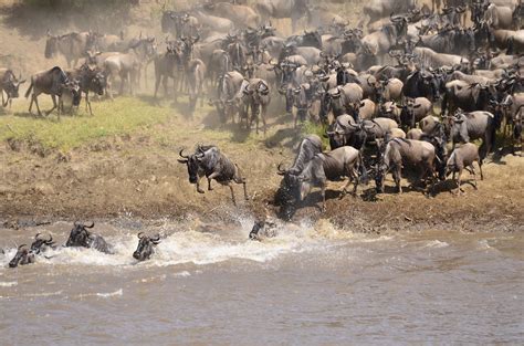 Mara River Crossing – Kenya - Atlas Obscura