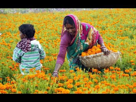 Marigold – a mystical journey from Mexico to India | Art & Leisure ...