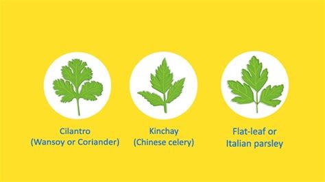 celery vs coriander - Google Search | Parsley, Cilantro, Coriander