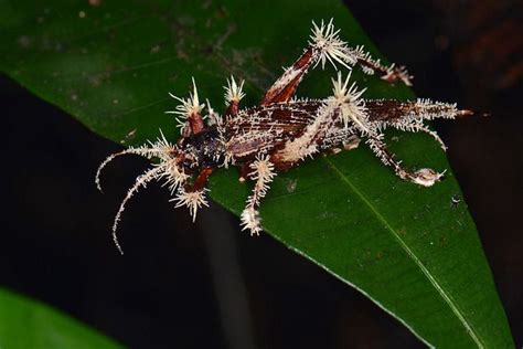 It's Cordyceps! Grasshopper infected with fungus | Portfolio ...