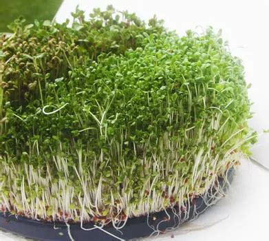 How to Grow Broccoli Sprouts at Home - Plant Instructions