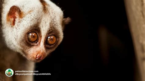 Bengal Slow Loris Nycticebus bengalensis – Palm Oil Detectives