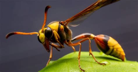 Mud/Dirt Dauber Vs Wasp - A-Z Animals