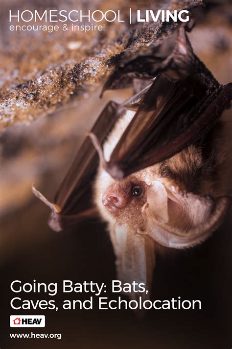 Going Batty: Bats, Caves, and Echolocation | Study unit, Echolocation ...