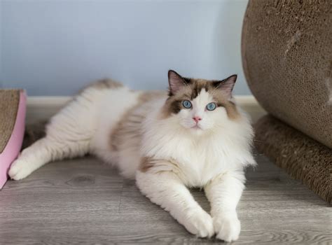 What it Costs to Care for a Ragdoll cat? - Ragdoll Guide