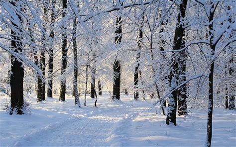 Download Snow Tree Forest Nature Winter HD Wallpaper