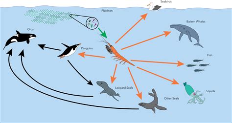 Antarctic Krill Food Chain