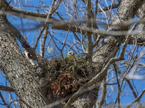 Red-Shouldered Hawk Nesting: A Complete Guide | Birdfact