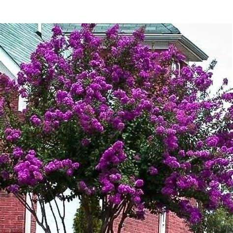 Dark Purple Crape Myrtle Plant crape Myrtle Well Rooted - Etsy