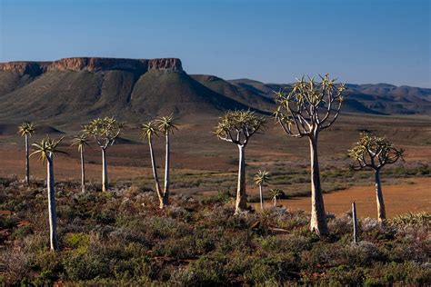 QUIVER TREE FOREST (Nieuwoudtville) - All You Need to Know BEFORE You Go