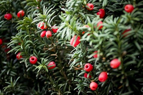 Japanese Yew | Coniferous Forest