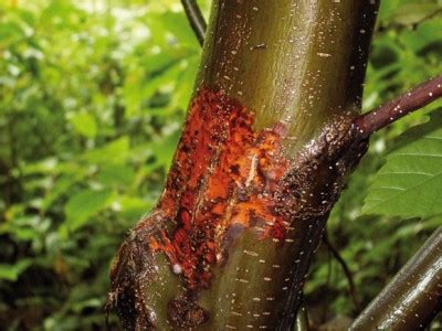 Hypovirulence hope for management of sweet chestnut blight - International Pest Control Magazine ...