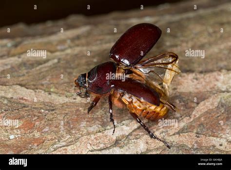 Nashornkäfer, Weibchen, Nashorn-Käfer, Oryctes nasicornis, European rhinoceros beetle ...