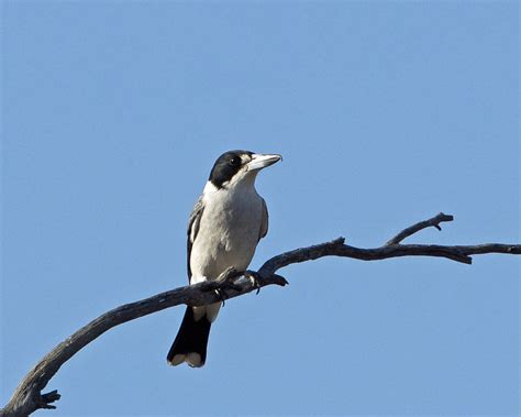 Grey Butcherbird | BirdForum