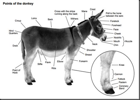 A Guide to Donkey Care | Donkey care, Horse markings, Donkey