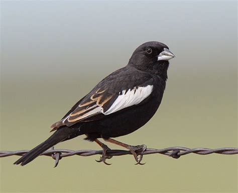 Lark Bunting - Colorado | Official State Birds | Pinterest | Buntings, Bird and Life list