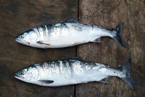 Anglers urged to report pink salmon catches - GOV.UK