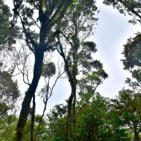 ¿Qué es el Ecosistema forestal? características y ejemplos