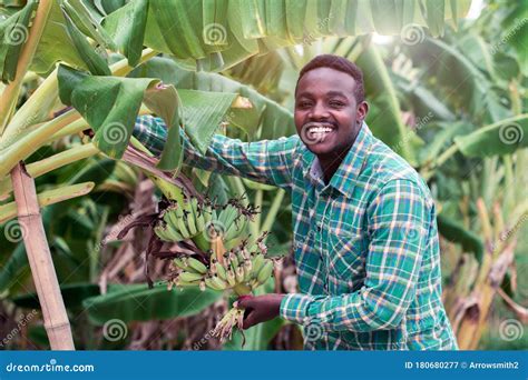 African Farmer Holding Green Banana on Farm Stock Image - Image of ...