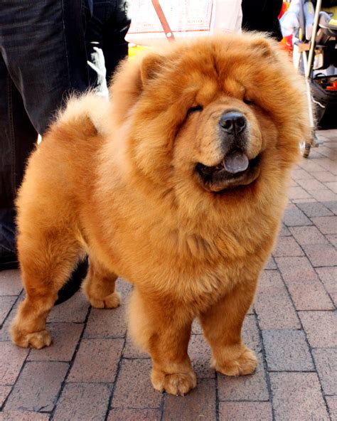 What you need to Know About Chow Chow Puppies - Mashoid