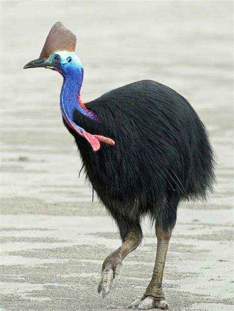 Épinglé par Nicole Bauer sur Animal love | Animaux australie, Oiseaux ...