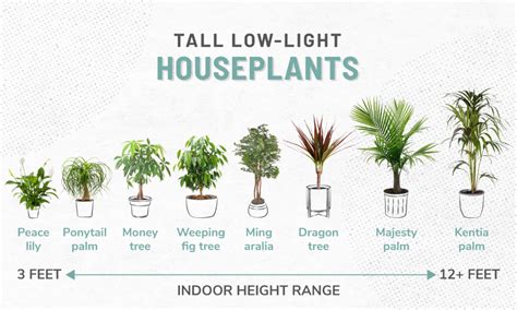 33 Low-Light Houseplants to Bring Your Space to Life | ApartmentGuide ...