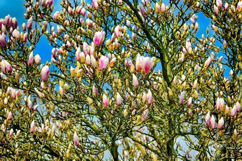 Blue Sky with Magnolia Blossom / Magnolia Trees are Shrubs or Trees that are Summer or Evergreen ...