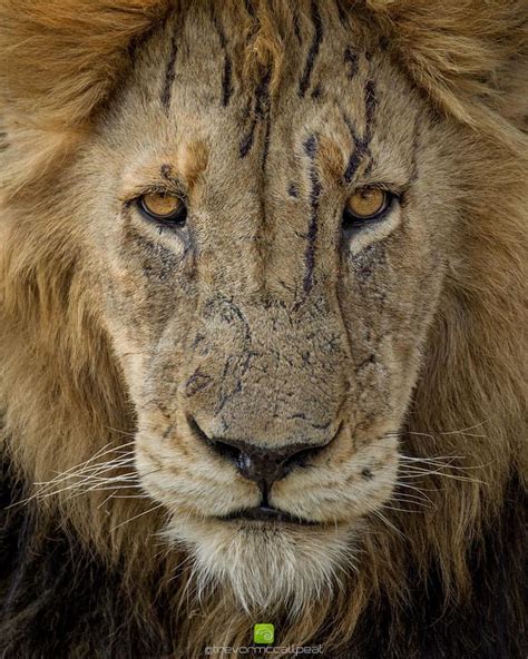 Battle-Scarred Male Lion in South Africa // Trevor McCall-Peat ...